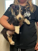 Chucky, a male Cardigan Welsh Corgi for sale in Picayune, MS – Photo 2 of 6