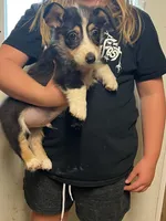 Chucky, a male Cardigan Welsh Corgi for sale in Picayune, MS – Photo 4 of 6