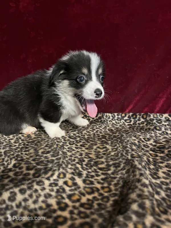 Chucky – Cardigan Welsh Corgi puppy for sale in Picayune, MS