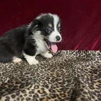 Chum chummy, a male Cardigan Welsh Corgi for sale in Picayune, MS – Photo 2 of 4