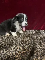 Chummy, a male Cardigan Welsh Corgi for sale in Picayune, MS – Photo 4 of 4