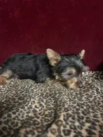 Dax, a male Yorkshire Terrier for sale in Picayune, MS – 6 of 7