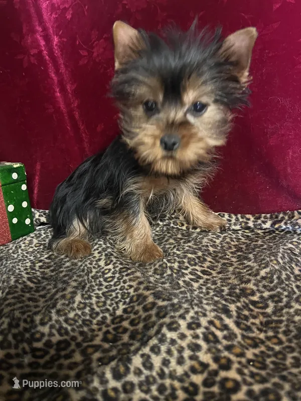 Annie ( microchipped)