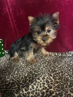 Annie ( microchipped), a female Yorkshire Terrier for sale in Picayune, MS – Photo 2 of 2