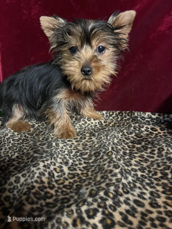 Annie ( microchipped)