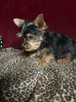 Dane, a male Yorkshire Terrier for sale in Picayune, MS – 4 of 4