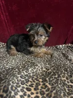 Max, a male Yorkshire Terrier for sale in Picayune, MS – 7 of 7