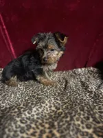 Max, a male Yorkshire Terrier for sale in Picayune, MS – 3 of 7