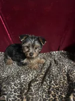 Max, a male Yorkshire Terrier for sale in Picayune, MS – 5 of 7