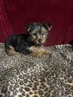 Max, a male Yorkshire Terrier for sale in Picayune, MS – 6 of 7
