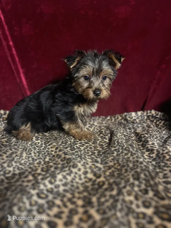 Max – Yorkshire Terrier puppy for sale in Picayune, MS