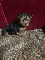 Max, a male Yorkshire Terrier for sale in Picayune, MS – 1 of 7