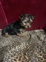 Max, a male Yorkshire Terrier for sale in Picayune, MS – 4 of 7