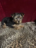 Max, a male Yorkshire Terrier for sale in Picayune, MS – 2 of 7