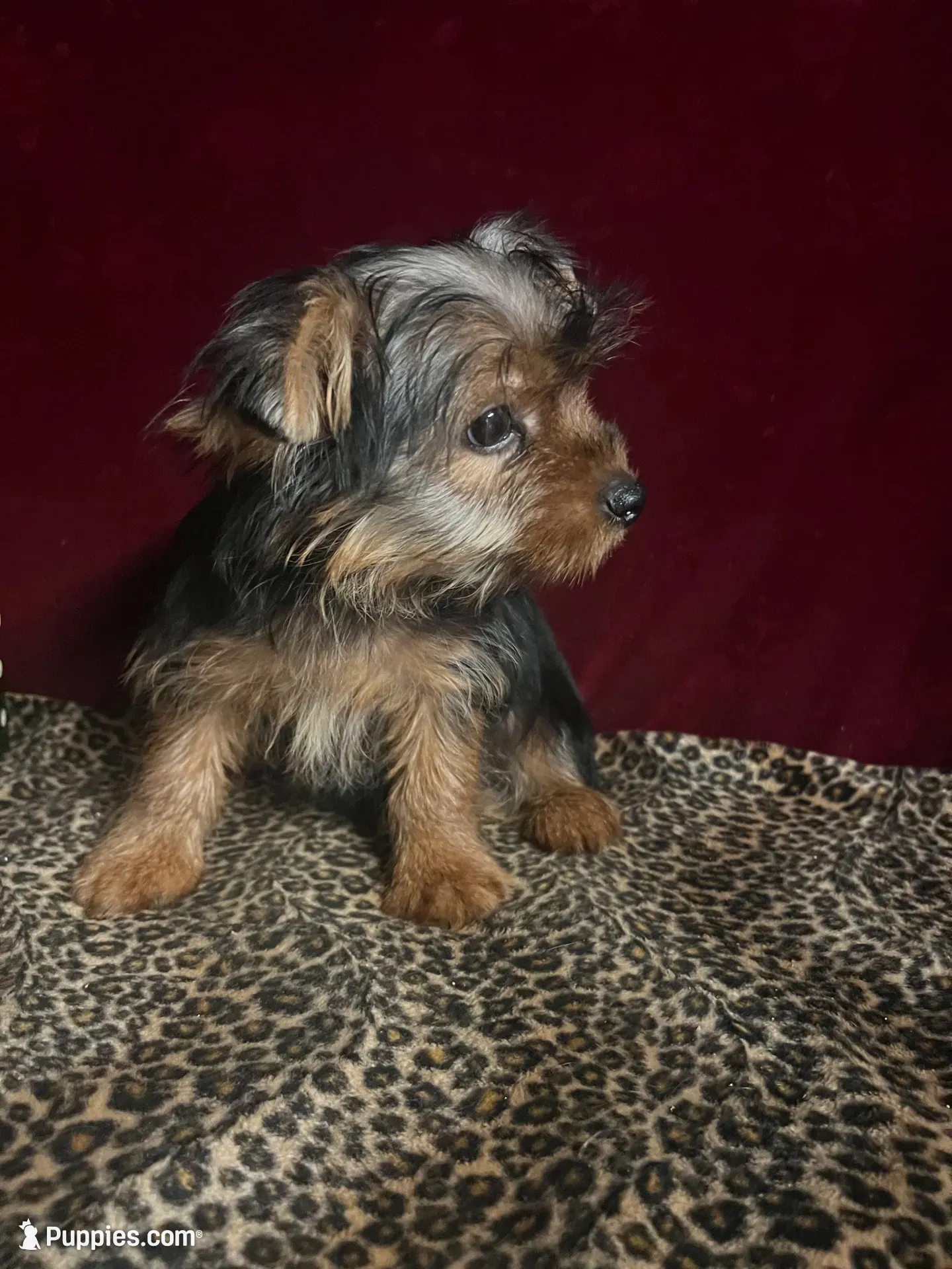  Amie,   moving discount !!!, a female Yorkshire Terrier for sale in Picayune, MS – 5 of 6