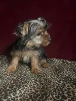  Al’ Albert , a male Yorkshire Terrier for sale in Picayune, MS – 3 of 10