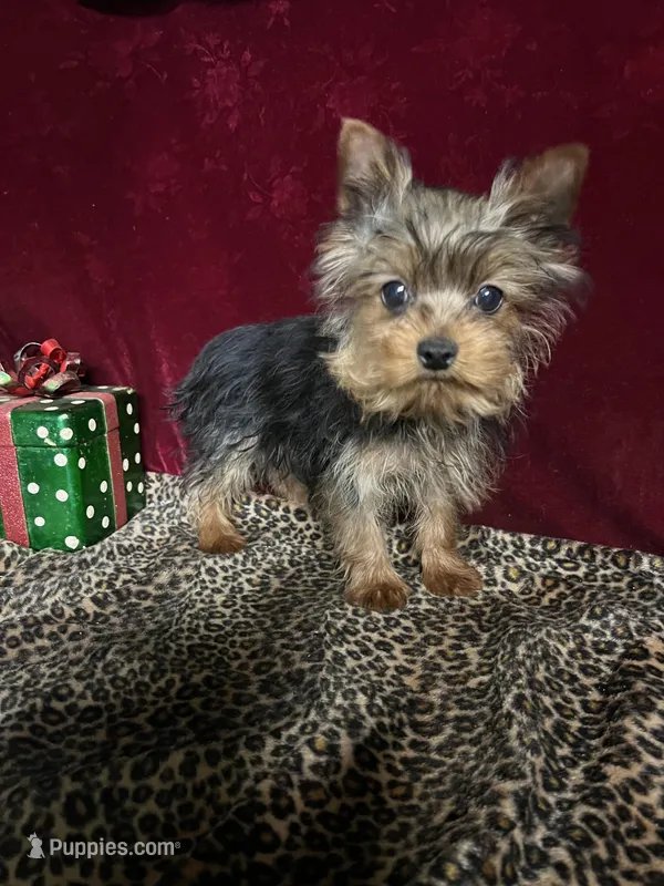 Jake – Yorkshire Terrier puppy for sale in Picayune, MS
