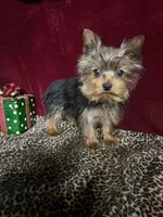 Jake, a male Yorkshire Terrier for sale in Picayune, MS – Photo 1 of 5