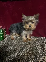 Jake, a male Yorkshire Terrier for sale in Picayune, MS – Photo 3 of 5