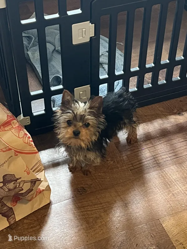 Jake – Yorkshire Terrier puppy for sale in Picayune, MS