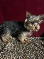 Jake, a male Yorkshire Terrier for sale in Picayune, MS – Photo 2 of 5