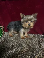 Jake, a male Yorkshire Terrier for sale in Picayune, MS – Photo 4 of 5