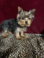Jake, a male Yorkshire Terrier for sale in Picayune, MS – Photo 5 of 5
