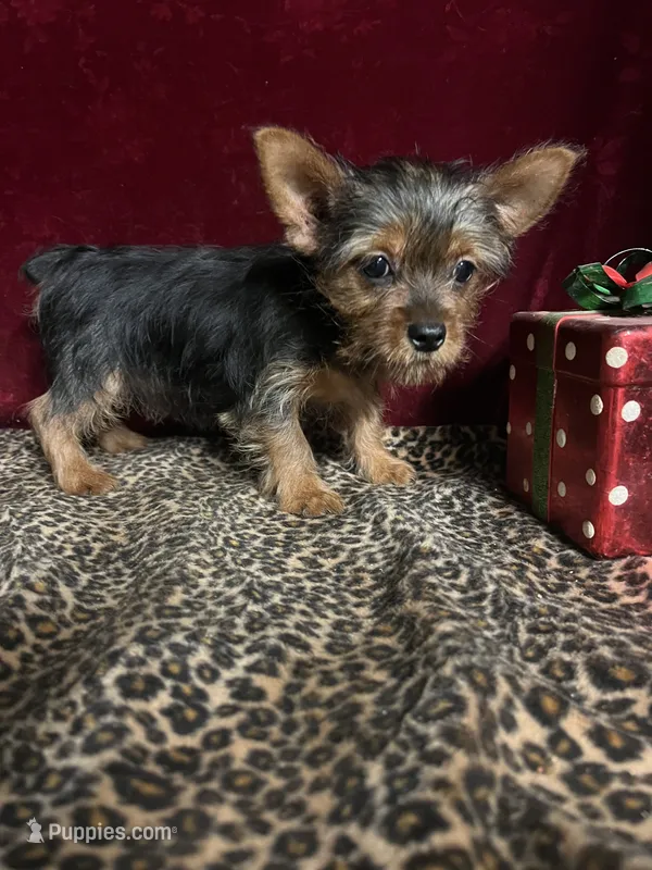 Dannie – Yorkshire Terrier puppy for sale in Picayune, MS