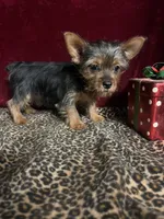 Dannie, a female Yorkshire Terrier for sale in Picayune, MS – 1 of 5