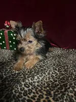 Matty , a male Yorkshire Terrier for sale in Picayune, MS – 3 of 5