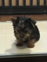 Albert, a male Yorkshire Terrier for sale in Picayune, MS – 3 of 4