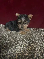 Callie, a female Yorkshire Terrier for sale in Picayune, MS – 2 of 5