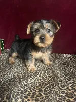 Trixie, a female Yorkshire Terrier for sale in Picayune, MS – 3 of 7