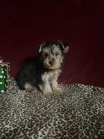 Bella, a female Yorkshire Terrier for sale in Picayune, MS – 4 of 6
