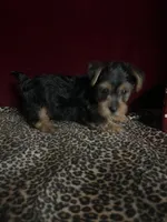 Teddy, a male Yorkshire Terrier for sale in Picayune, MS – 3 of 6