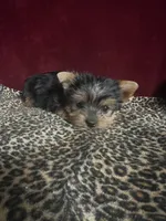 Callie, a female Yorkshire Terrier for sale in Picayune, MS – 5 of 5