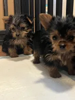 Jeffery, a male Yorkshire Terrier for sale in Picayune, MS – 2 of 4