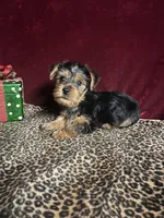 Teddy, a male Yorkshire Terrier for sale in Picayune, MS – 2 of 6