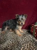 Bella, a female Yorkshire Terrier for sale in Picayune, MS – Photo 6 of 6