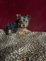 Bella, a female Yorkshire Terrier for sale in Picayune, MS – Photo 5 of 6