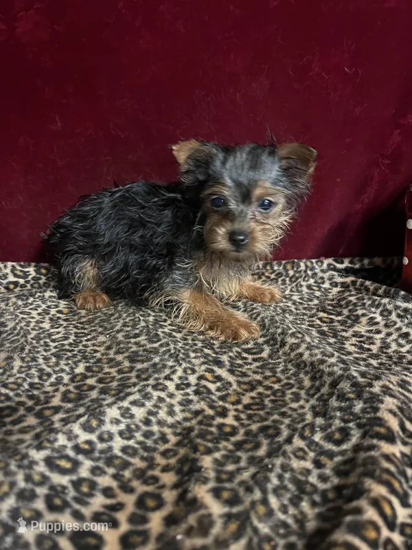 Bella – Yorkshire Terrier puppy for sale in Picayune, MS
