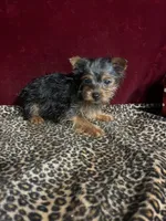 Bella, a female Yorkshire Terrier for sale in Picayune, MS – Photo 1 of 6
