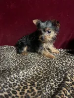 Bella, a female Yorkshire Terrier for sale in Picayune, MS – Photo 3 of 6