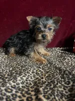 Bella, a female Yorkshire Terrier for sale in Picayune, MS – Photo 4 of 6