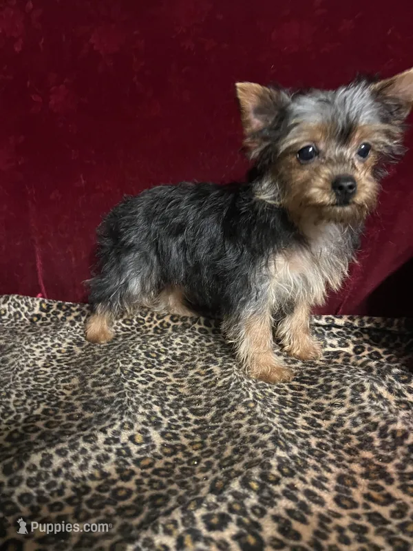 Bella – Yorkshire Terrier puppy for sale in Picayune, MS