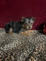 Bella, a female Yorkshire Terrier for sale in Picayune, MS – Photo 2 of 6