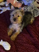  Amie,   moving discount !!!, a female Yorkshire Terrier for sale in Picayune, MS – 3 of 6