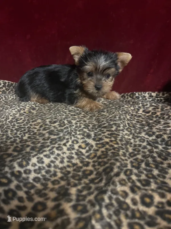 Callie – Yorkshire Terrier puppy for sale in Picayune, MS