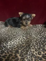 Callie, a female Yorkshire Terrier for sale in Picayune, MS – 1 of 5