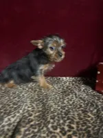 Dannie, a female Yorkshire Terrier for sale in Picayune, MS – 2 of 5